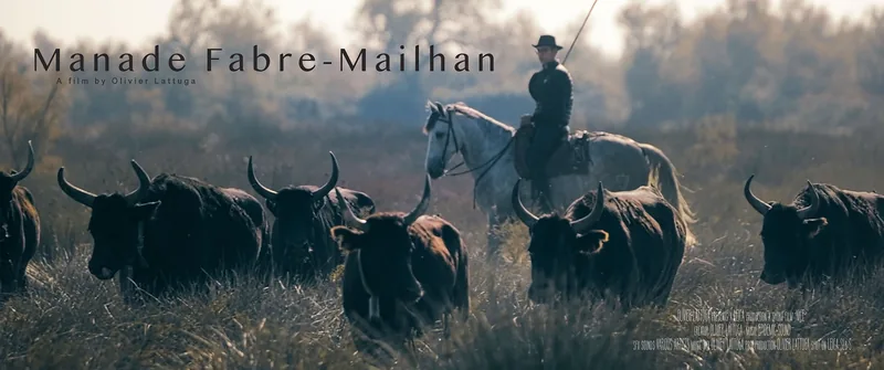 Cartel del vídeo sobre la ganadería Fabre-Mailhan: gardian a caballo y toros en la Camarga